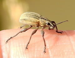 Sciobius