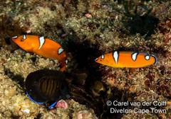 Centropyge multispinis