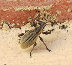 Sciobius