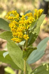 Solidago radula