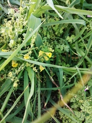 Tropaeolum brachyceras