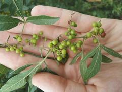 Searsia pyroides pyroides