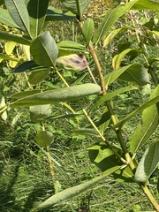 Tetraopes tetrophthalmus