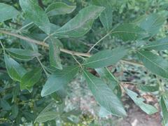 Searsia pyroides pyroides