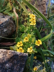 Tropaeolum brachyceras