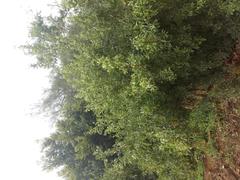 Searsia pyroides pyroides