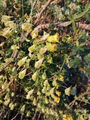Tropaeolum brachyceras