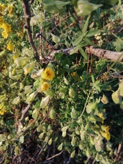 Tropaeolum brachyceras