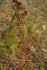 Steropleurus pseudolus