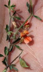 Indigofera sessilifolia