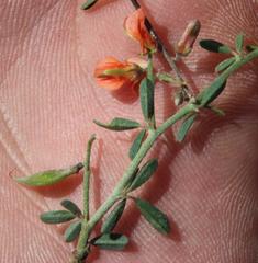 Indigofera sessilifolia