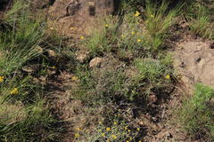 Indigofera sessilifolia
