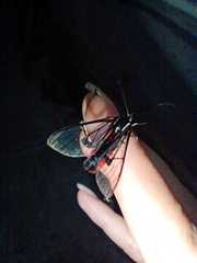 Dinia