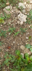 Probergrothius sanguinolens