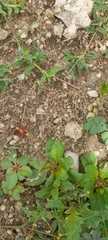 Probergrothius sanguinolens