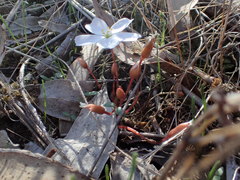 Drosera praefolia