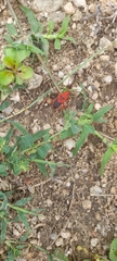 Probergrothius sanguinolens
