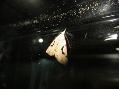 Herminodes concatenalis