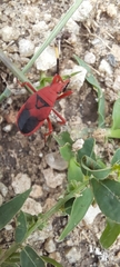 Probergrothius sanguinolens