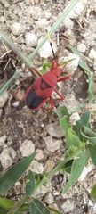 Probergrothius sanguinolens