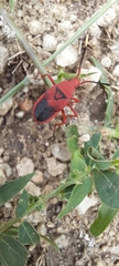 Probergrothius sanguinolens