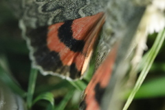 Catocala nupta