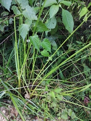 Cyperus serotinus