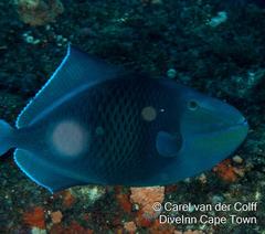 Odonus niger
