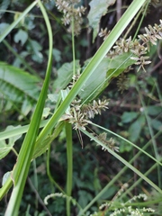Cyperus serotinus