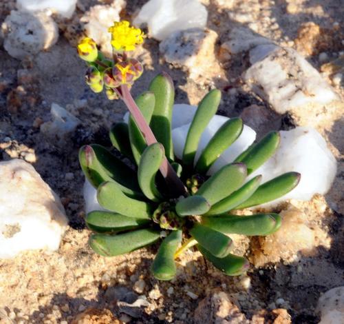 Holl Babooncabbage (Othonna hallii)