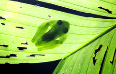 Teratohyla pulverata