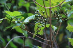 Mussaenda shikokiana