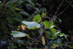 Mussaenda shikokiana