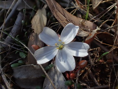 Drosera praefolia