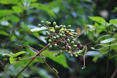 Mussaenda shikokiana