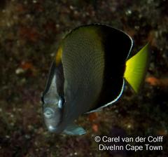 Chaetodon dolosus