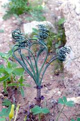 Gethyllis verticillata