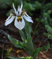 Moraea ciliata