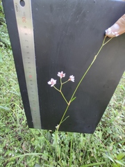 Persicaria senticosa