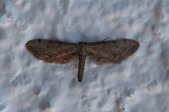 Idaea attenuaria