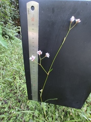 Persicaria senticosa