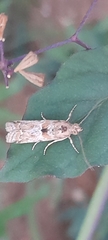 Lepidoptera