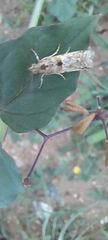 Lepidoptera
