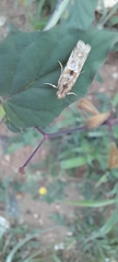 Lepidoptera