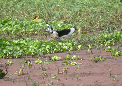 Nettapus coromandelianus