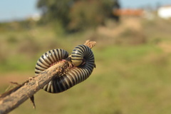 Ommatoiulus lusitanus