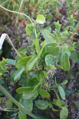Cynanchum obtusifolium