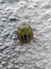 Nezara viridula