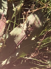 Symphyotrichum novae-angliae