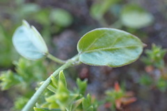 Cynanchum obtusifolium